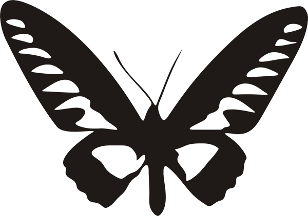 Schmetterling -022
