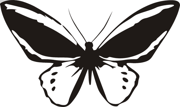 Schmetterling -004